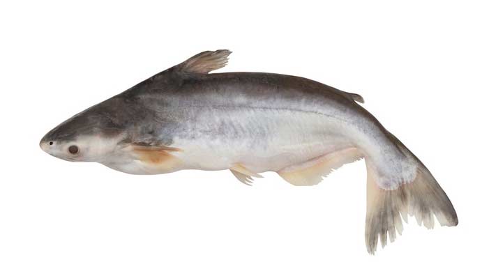 ikan patin